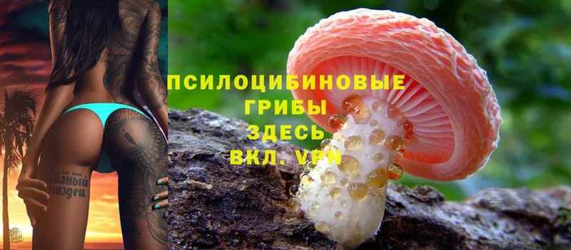 Галлюциногенные грибы Cubensis  Лакинск 